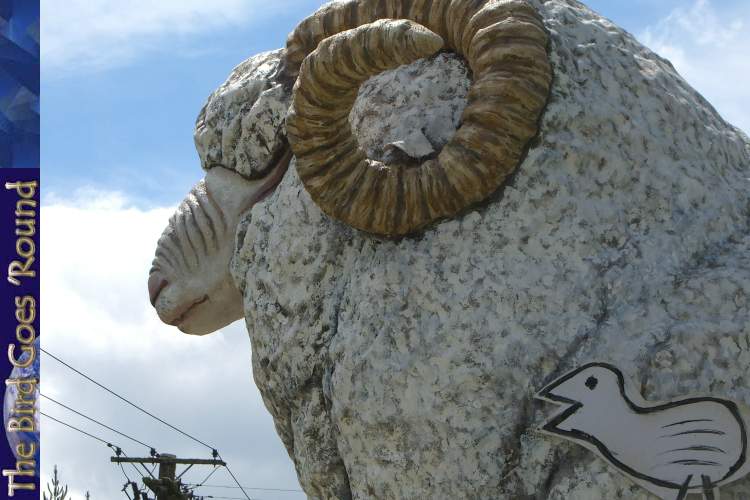 The largest sheep in NZ. It aint that big! C'mon! And NZ is the sheep capital of the world.