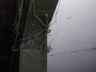 Stick Insect 1