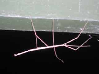 Stick Insect 2