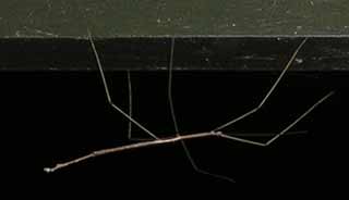 Stick Insect 3